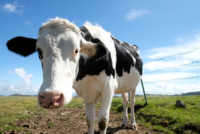 牛のゲップが地球温暖化に影響？