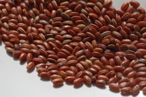 フルーツシューケーキ