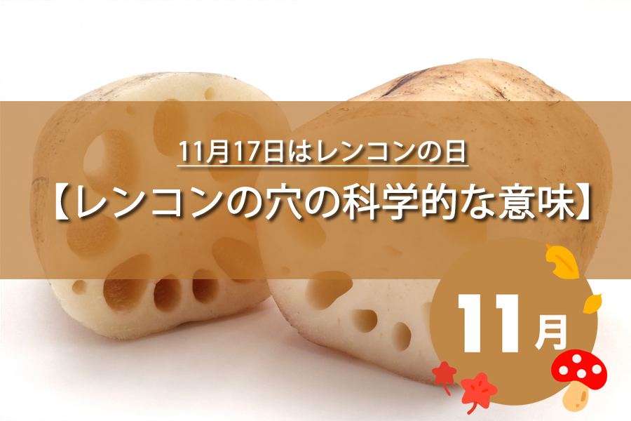 11月17日はレンコンの日！記念日の由来など解説！何の日？