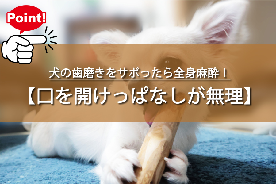 犬の歯磨きをサボったら全身麻酔！衝撃の理由と解決策とは？