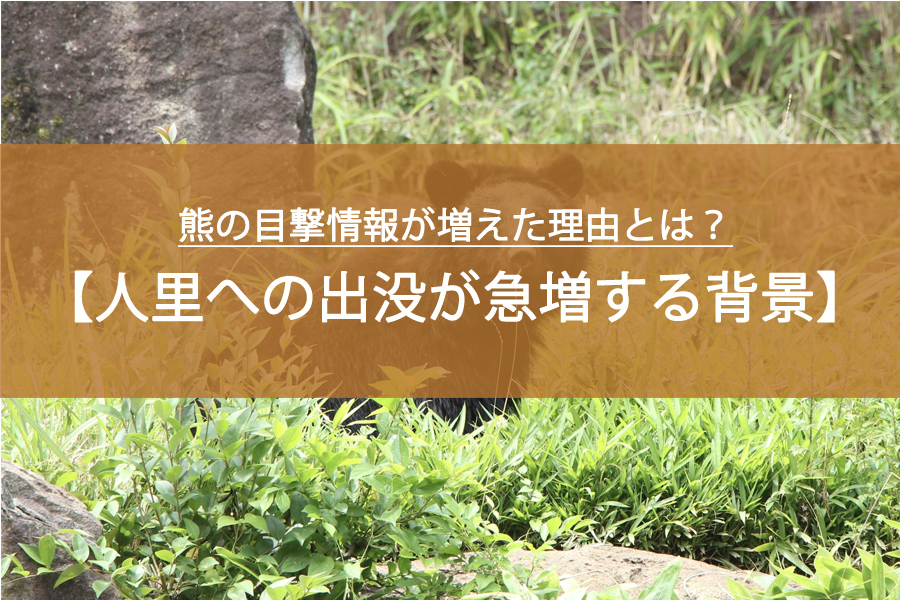 熊の目撃情報が増えた理由とは？人里への出没が急増する背景