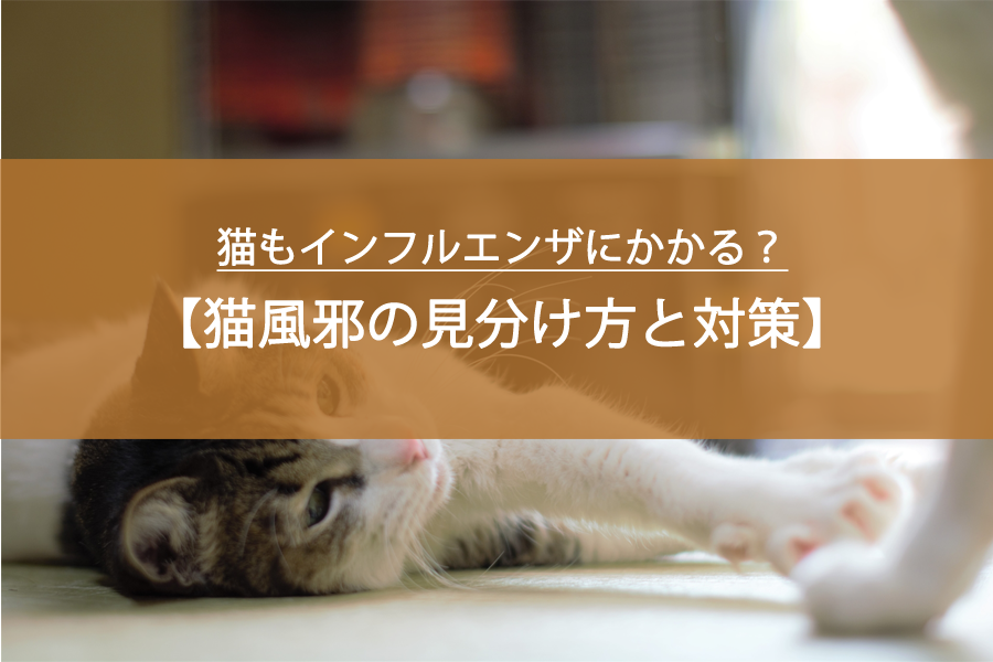 猫もインフルエンザにかかる？寒い時期に知っておきたい「猫風邪」の見分け方と対策