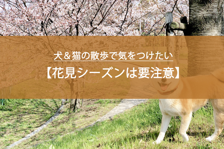 花見シーズンは要注意！犬＆猫の散歩で気をつけたい“春の危険リスト”
